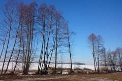 baumfaellung-in-miesberg-2017-02