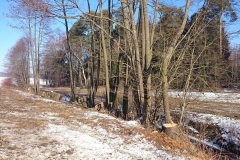 baumfaellung-in-miesberg-2017-07