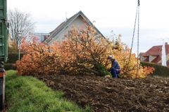 Baumfaellung-odelzhausen-2015-10