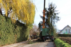 Baumfaellung-odelzhausen-2015-14