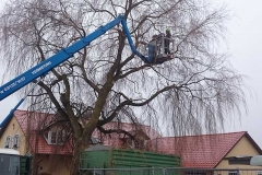 baumfaellarbeiten-pfaffenhofen-2016-04