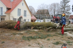 baumfaellarbeiten-pfaffenhofen-2016-22