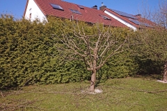 obstbaumschnitt6