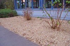 Rindenmulch-auf-pflanzflaeche-verteilen-2