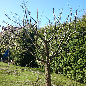 Obstbaumschnitt